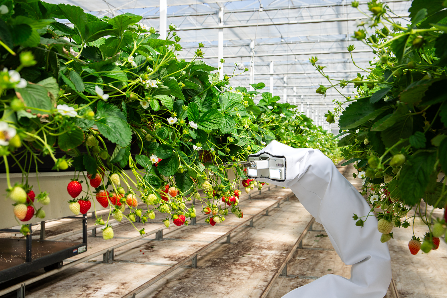 Roboter Berry pflückt Erdbeeren - nahe Ansicht
