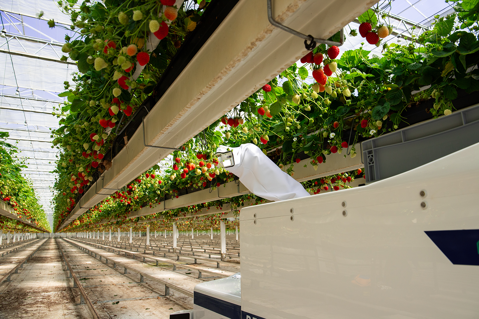 Roboter Berry pflückt Erdbeeren - weite Ansicht