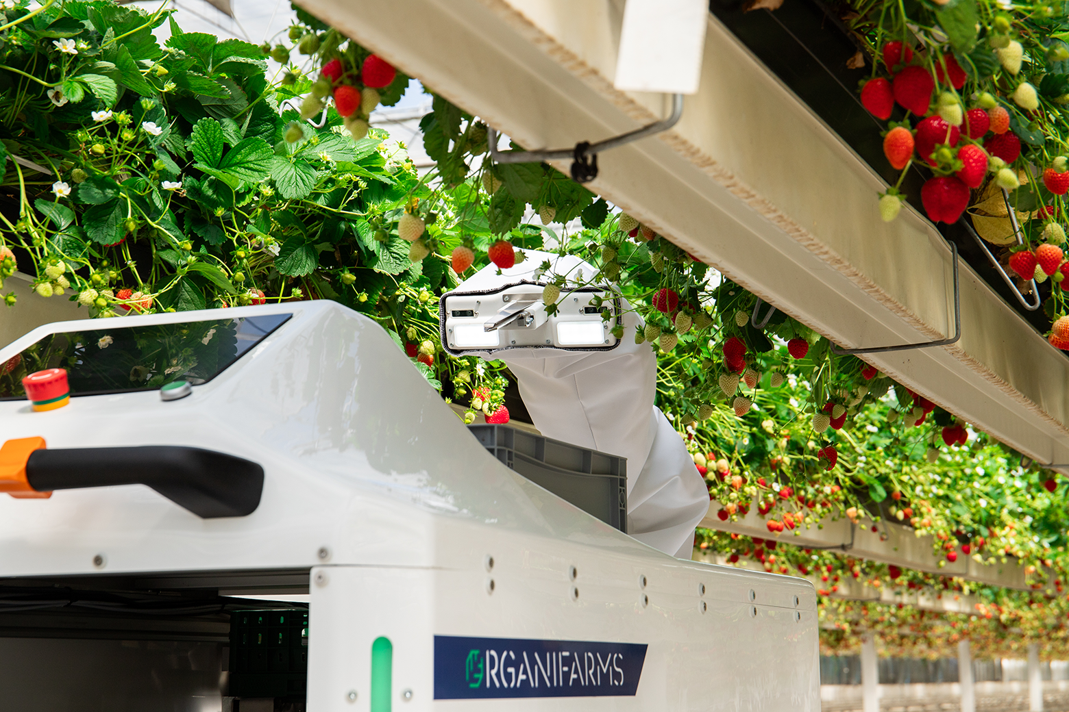 Roboter Berry bei der Ernte