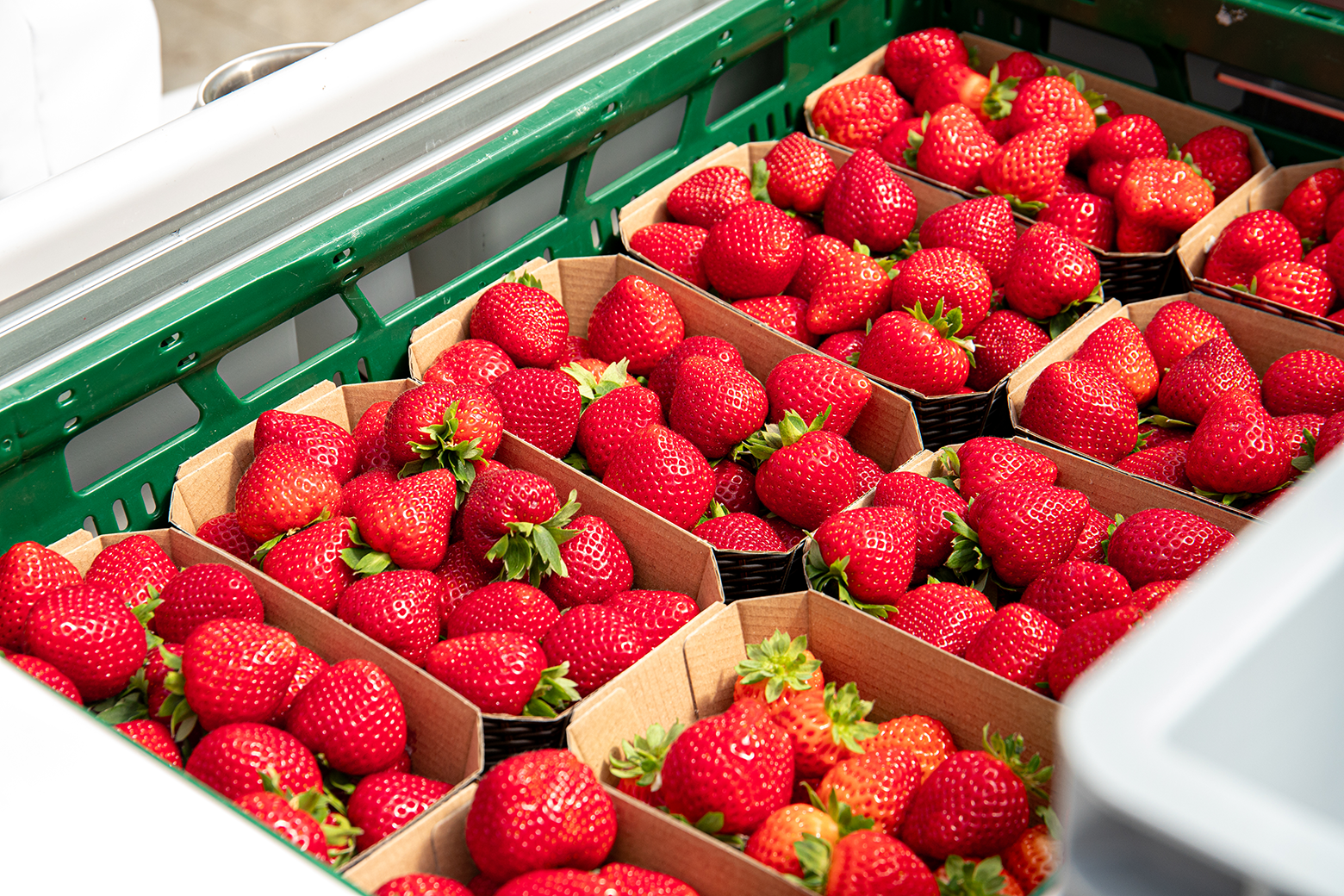 Erdbeeren