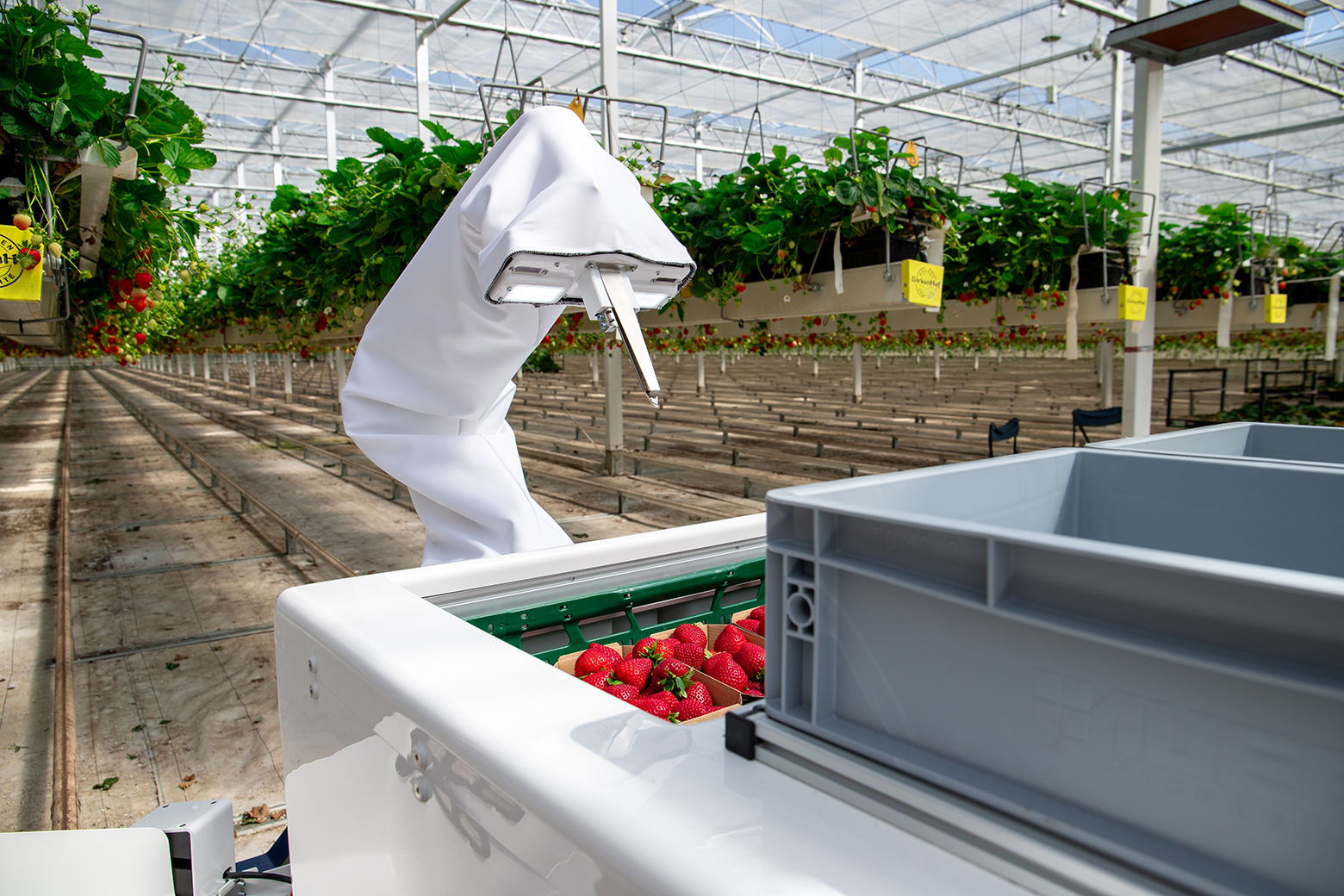 Roboter Berry sortiert Erdbeeren
