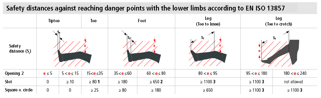 Lower limbs